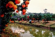 丘陵山地柑橘種植技術(shù)要點(diǎn)_漢中特產(chǎn)水果是哪一個(gè)