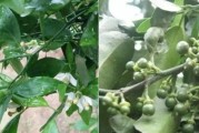 柑橘種植?；ū９夹g(shù)_柑橘二保還需要配九二0嗎