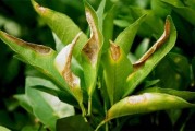 柑橘4至6月病蟲害預(yù)防_柑桔栽種過程中有哪些病蟲害