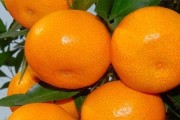 柑橘老葉發(fā)黃脫落正常嗎_現(xiàn)在柑橘岀梢怎樣處理