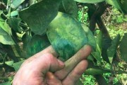 柑橘樹病蟲害防護草_橘子樹上的青苔嚴重