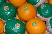 明日見(jiàn)柑橘好不好種植（明日見(jiàn)柑橘是什么品種）