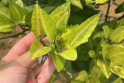 柑橘主要病蟲害防治方法_洪澇災(zāi)害后柑橘脂點黃斑病大爆發(fā)