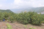柑橘種植技術(shù)推廣_柑橘種植幾天才會活過來