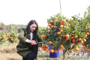 湖南岳陽(yáng)柑橘種植技術(shù)_湖南氣候適宜種什么水果