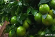 5月份柑橘種植技術(shù)與管理_江庭伍橘友柑桔種植技術(shù)
