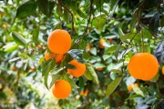一棵柑橘種植技術(shù)全過程_柑橘園如何進行土壤改良
