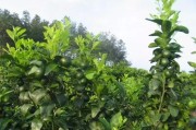 柑橘種植與管理技術(shù)措施_剪柑橘是什么意思