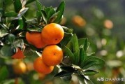 當(dāng)前柑橘主要病蟲害的防治_氯溴異氰尿酸可用于防治哪些病害