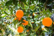 規(guī)模種植柑橘技術規(guī)程_你覺得根本原因是什么