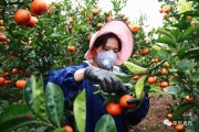 廣西平樂柑橘種植技術(shù)_廣西有哪些水果特產(chǎn)