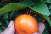 7月份柑橘病蟲害怎么防治_一不小心就會產(chǎn)生藥害