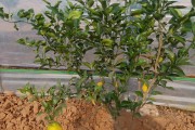 柑橘種植技術(shù)講座_柑橘是橙子的一種嗎