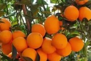 信豐柑橘種植技術和管理_感覺贛南臍橙魅力很大