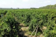 眉山春見柑橘種植技術(shù)_耙耙柑用羊糞幾月好