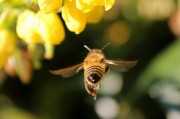 沃柑籽怎么讓它發(fā)芽（沃柑籽可以種嗎步驟）