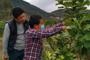 沿海柑橘種植技術(shù)_為什么發(fā)展卻不如中部地區(qū)