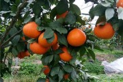 柑橘種植技術(shù)用書_陳皮的種植方法及畝產(chǎn)