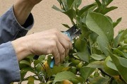 柑橘種植管理夏季修剪技術(shù)_橙樹(shù)什么時(shí)候修剪