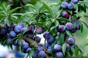 廣西早熟柑橘種植技術(shù)_廣西百香果什么時(shí)候成熟