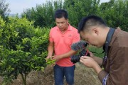85后柑橘種植技術(shù)_地?cái)傎u不完的柑橘怎么儲(chǔ)存