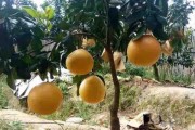 摩洛哥柑橘種植技術(shù)_摩洛哥農(nóng)業(yè)的代表植物