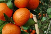 柑橘黃化種植技術(shù)_柑橘樹半邊黃半邊青是什么原因 柑橘黃化種植技術(shù)_柑橘樹半邊黃半邊青是什么原因