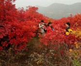 一樹柑橘紅種植技術(shù)_紅橘花唯美句子