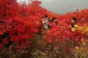 一樹柑橘紅種植技術_紅橘花唯美句子 一樹柑橘紅種植技術_紅橘花唯美句子