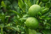 蜜桔的種類和作用（蜜桔的特征）