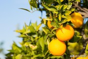 柑橘常見病蟲害的防治_柑橘果上有黃斑 柑橘常見病蟲害的防治_柑橘果上有黃斑