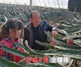 南方果樹(shù)柑橘種植技術(shù)_柑橘一年需要施幾次肥