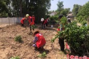 柑橘庭院種植技術(shù)要點和注意_桔子樹適合種在院子的后面嗎 柑橘庭院種植技術(shù)要點和注意_桔子樹適合種在院子的后面嗎