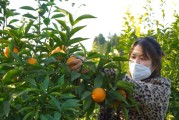 巴中柑橘種植招聘技術(shù)員_下圖蘭花得的什么病
