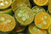 柑橘橙子品種嗎(柑橘橙子品種嗎好吃嗎) 柑橘橙子品種嗎(柑橘橙子品種嗎好吃嗎)