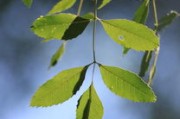 探秘眉山耙耙柑基地：萬畝橘園豐收季背后的甜蜜產(chǎn)業(yè)鏈
