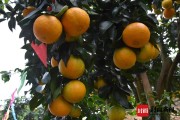 愛媛38號上市時間_愛媛38單株產(chǎn)量