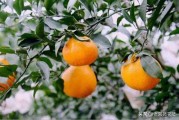 柑橘種植技術(shù)及特征_柑橘皇后之稱的愛媛28號有哪些優(yōu)缺點(diǎn)