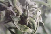 四月底柑橘病蟲(chóng)害_柑橘初花期用什么殺菌藥最好
