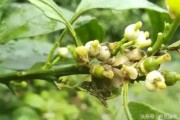 柑橘病蟲(chóng)害方案設(shè)計(jì)背景_殺柑桔粉虱用什么農(nóng)藥好 柑橘病蟲(chóng)害方案設(shè)計(jì)背景_殺柑桔粉虱用什么農(nóng)藥好