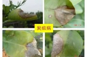 柑橘病蟲害防治周年圖_柑橘在出現(xiàn)花蕾前打什么藥