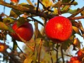 沃柑早產(chǎn)自哪里（沃柑屬于早熟還是晚熟）