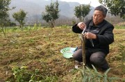 廣西柑橘種植技術(shù)員_四川和廣西種植金秋砂糖桔