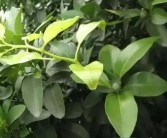 柑橘夏天種植技術(shù)_南豐柑橘種植時(shí)間和方法