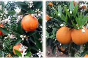 美國(guó)w默科特柑橘種植技術(shù)_哪種橙子出汁率高 美國(guó)w默科特柑橘種植技術(shù)_哪種橙子出汁率高