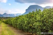 秋季紅蜘蛛病蟲(chóng)害柑橘_園林植物出現(xiàn)紅蜘蛛