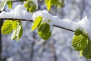 柑橘修枝在幾月份（柑橘的修剪時(shí)期與修剪范圍）