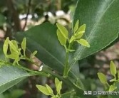 柑橘扭枝種植技術(shù)_果樹生了大量背上枝