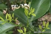 柑橘扭枝種植技術(shù)_果樹生了大量背上枝