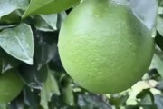 柑橘樹(shù)葉病蟲(chóng)害圖片及防治_施用誘抗素的柑橘樹(shù)會(huì)造成早衰落葉嗎